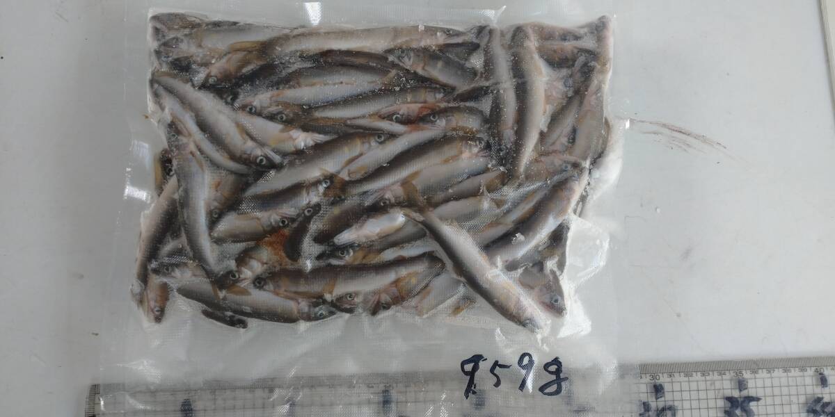 「p_mint」◇ 2025年産・天然子鮎 959g 7/2(水)午後投網捕獲 岐阜県根尾川産 ヤマト冷凍便発送。◯即決!!◯拍卖