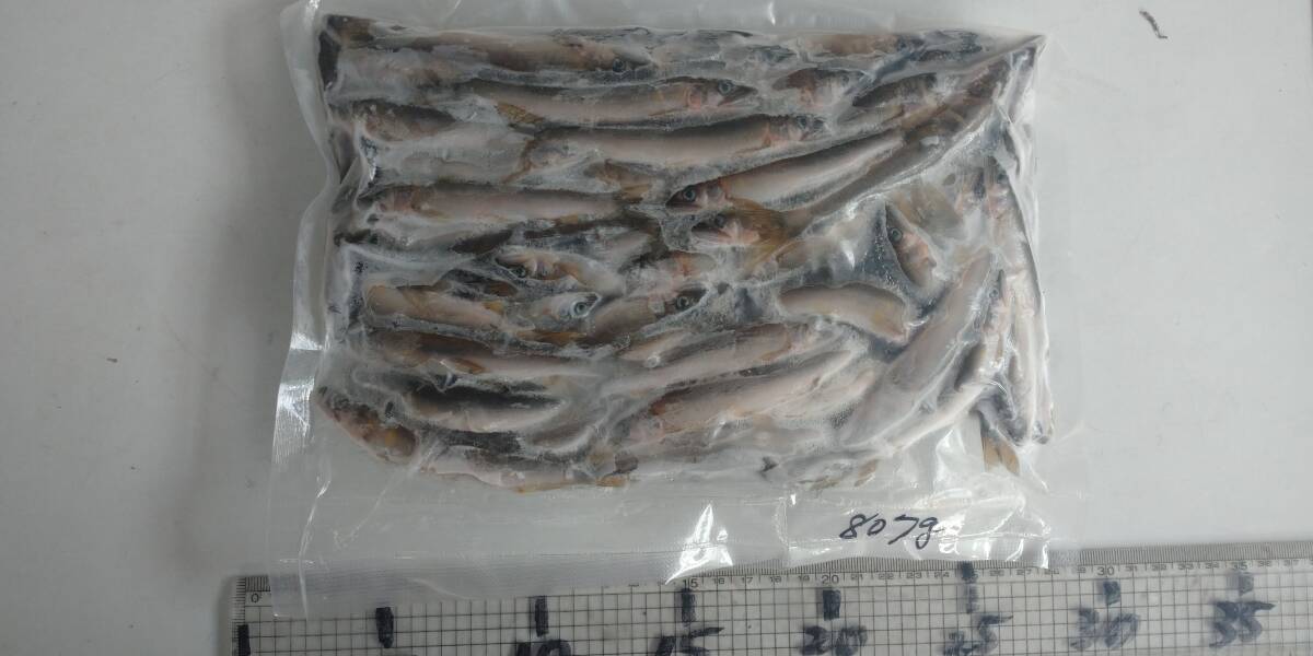 「p_mint」◇鮮度抜群!!2025年産・天然子鮎 807g 7/9(水)投網捕獲 岐阜県根尾川産 ヤマト60サイズ冷凍便発送。◯即決!!拍卖