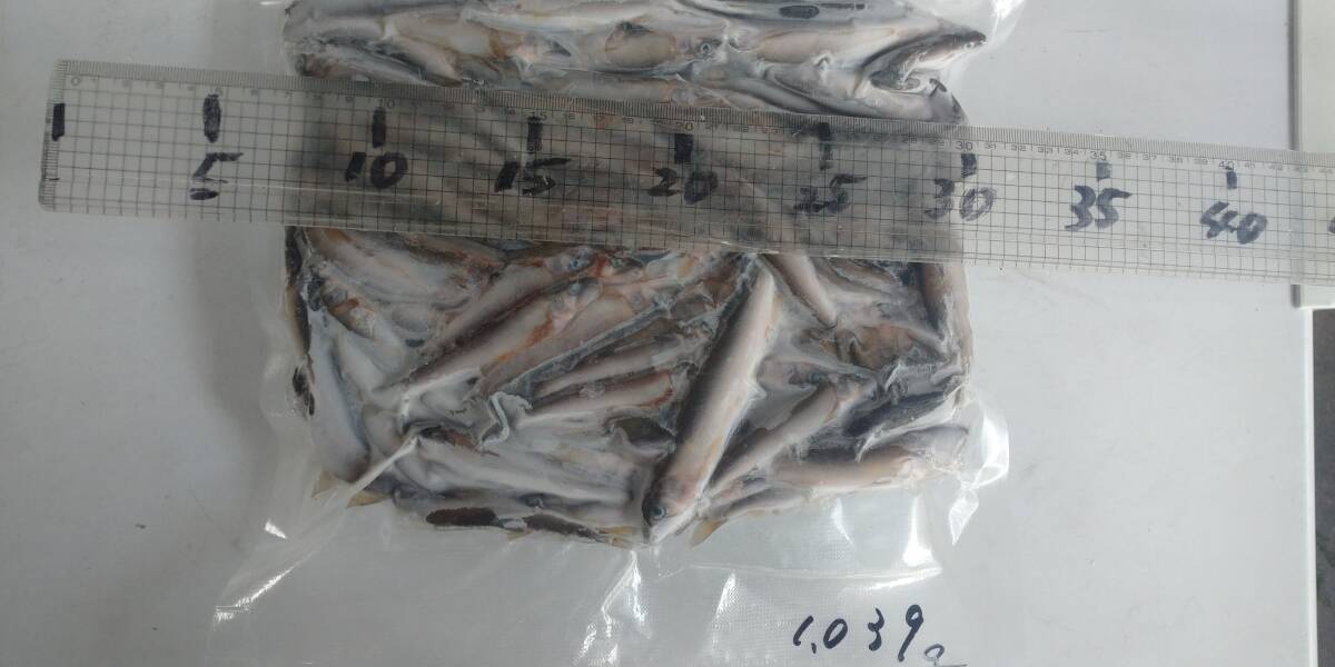 「p_mint」◇鮮度抜群!!2025年産・天然子鮎 1,039g 7/9(水)投網捕獲 岐阜県根尾川産 ヤマト60サイズ冷凍便発送。◯即決!!拍卖