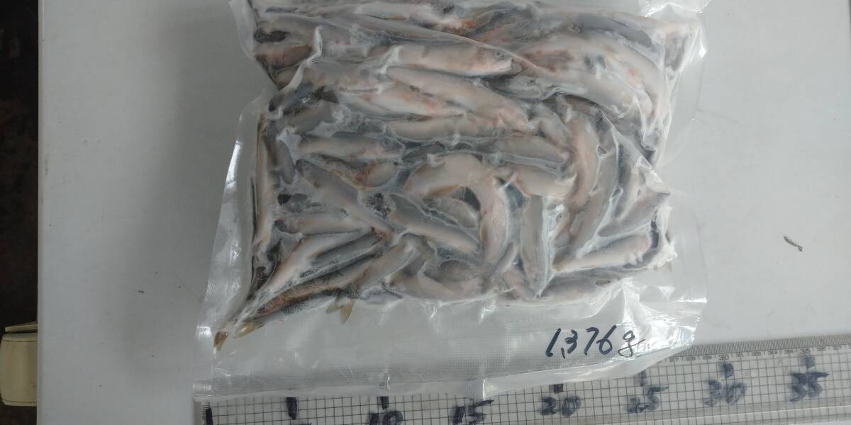 「p_mint」◇鮮度抜群!!2025年産・天然子鮎 1,376g 7/9(水)投網捕獲 岐阜県根尾川産 ヤマト60サイズ冷凍便発送。◯即決!!拍卖