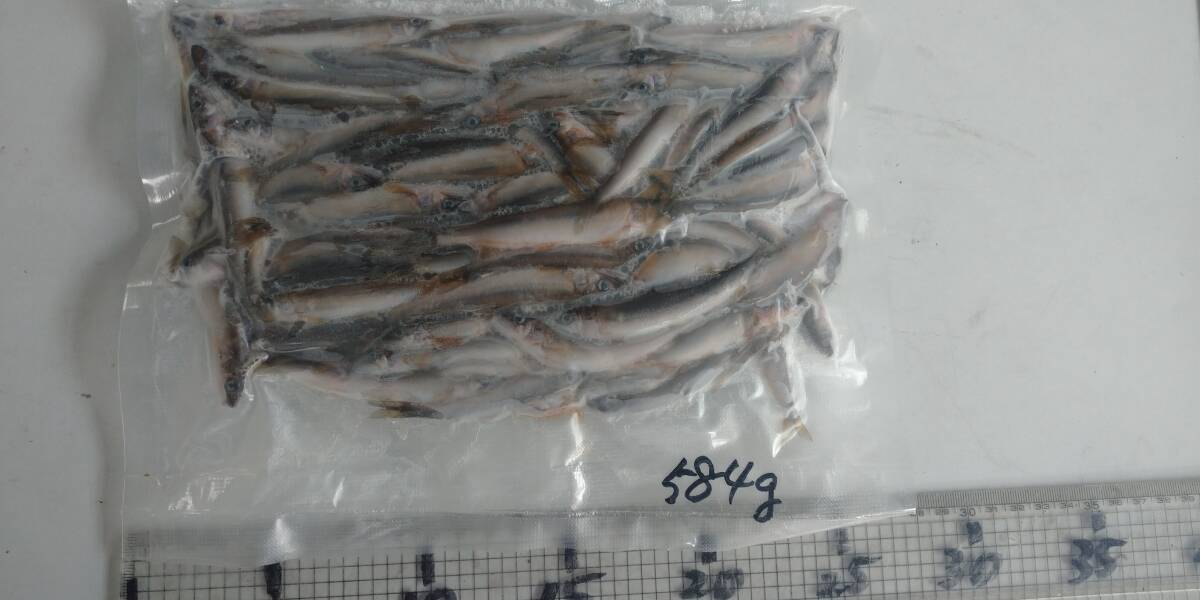 「p_mint」◇鮮度抜群!!2025年産・天然子鮎 584g 7/9(水)投網捕獲 岐阜県根尾川産 ヤマト60サイズ冷凍便発送。◯即決!!拍卖