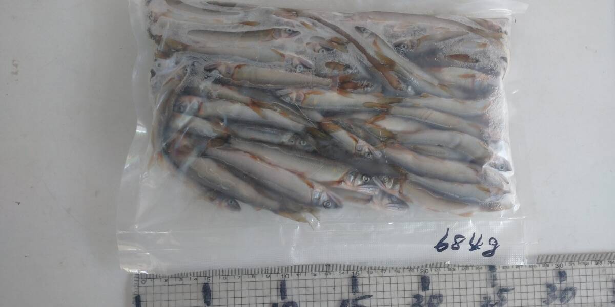 「p_mint」◇ 鮮度抜群!!2025年産・天然子鮎 684g パック冷凍 7/22(火)投網捕獲 岐阜県根尾川産 ヤマト60サイズ冷凍便発送。◯即決!!拍卖