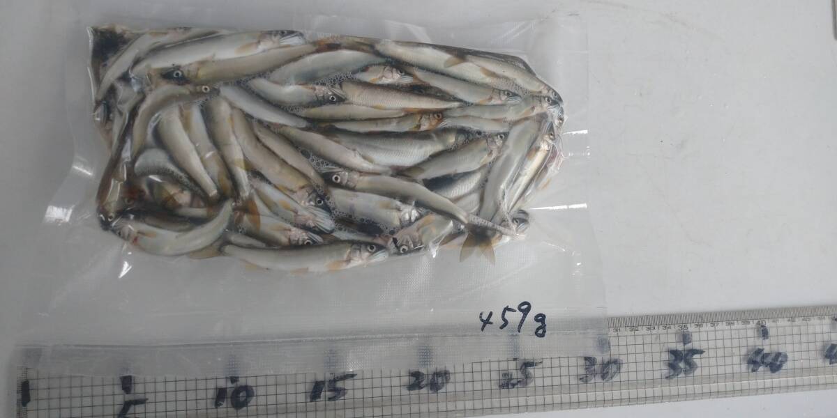 「p_mint」◇ 鮮度抜群!!2025年産・天然子鮎 459g パック冷凍 7/23(水)投網捕獲 岐阜県根尾川産 ヤマト60サイズ冷凍便発送。◯即決!!拍卖