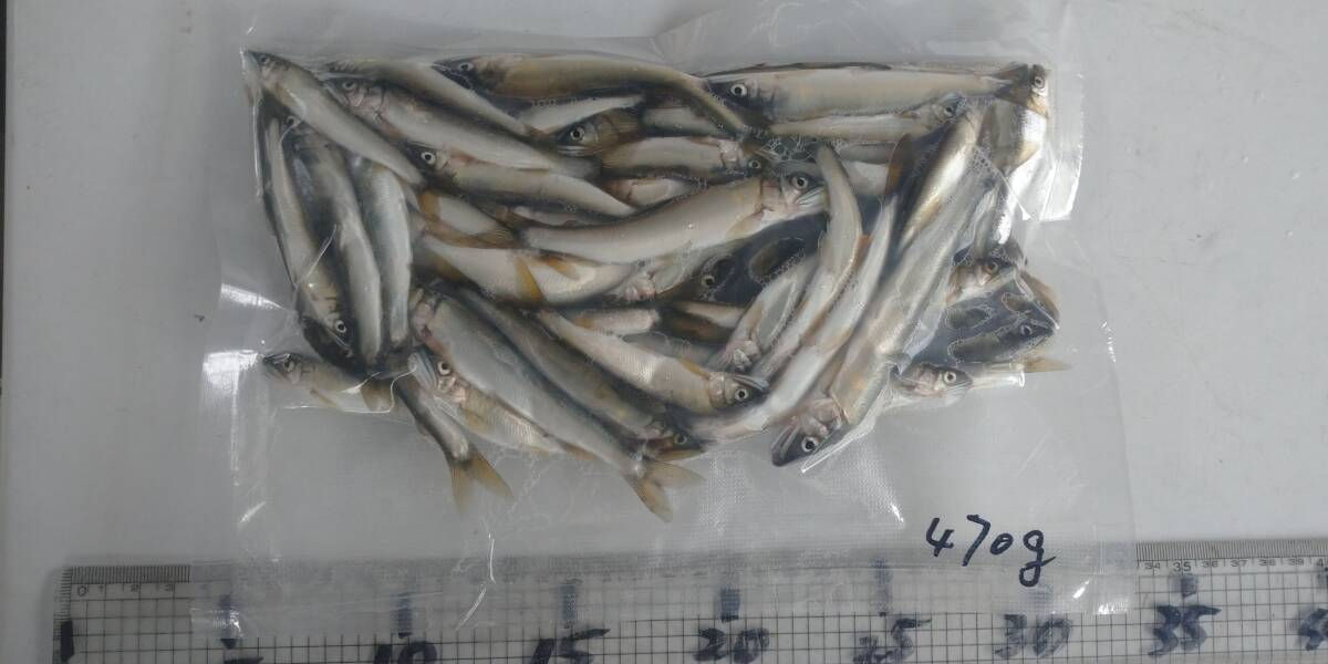「p_mint」◇ 鮮度抜群!!2025年産・天然子鮎 470g パック冷凍 7/23(水)投網捕獲 岐阜県根尾川産 ヤマト60サイズ冷凍便発送。◯即決!!拍卖