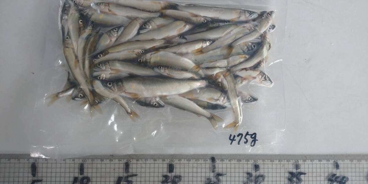 「p_mint」◇ 鮮度抜群!!2025年産・天然子鮎 475g パック冷凍 7/23(水)投網捕獲 岐阜県根尾川産 ヤマト60サイズ冷凍便発送。◯即決!!拍卖