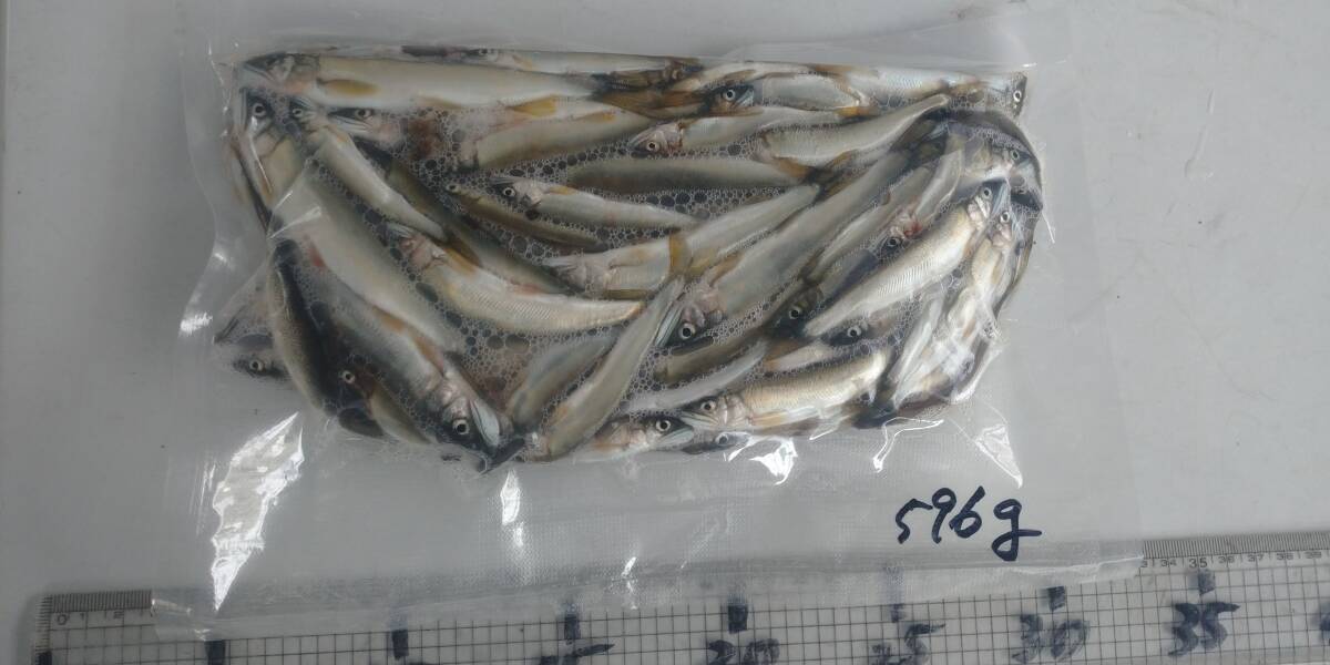 「p_mint」◇ 鮮度抜群!!2025年産・天然子鮎 596g パック冷凍 7/23(水)投網捕獲 岐阜県根尾川産 ヤマト60サイズ冷凍便発送。◯即決!!拍卖