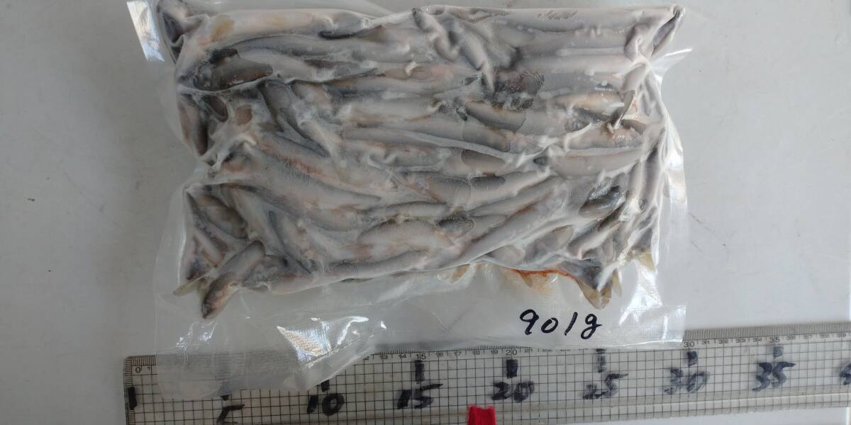 「p_mint」◇鮮度保証!!2025年産・天然子鮎 901g パック冷凍 7/29(火)投網捕獲 岐阜県根尾川産 ヤマト60サイズ冷凍便発送。◯即決!!拍卖