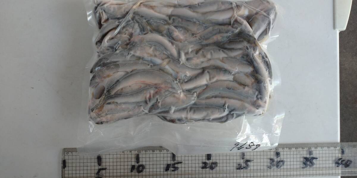 「p_mint」◇鮮度保証!!2025年産・天然子鮎 968g パック冷凍 7/29(火)投網捕獲 岐阜県根尾川産 ヤマト60サイズ冷凍便発送。◯即決!!拍卖