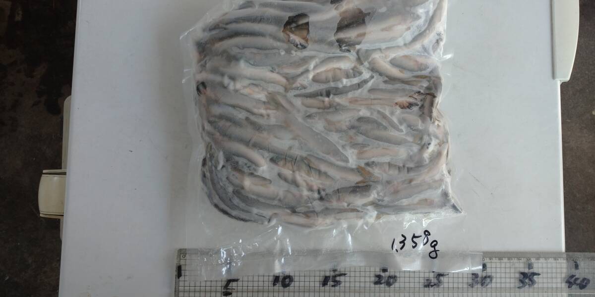 「p_mint」◇鮮度保証!!2025年産・天然子鮎 1,358g パック冷凍 7/29(火)投網捕獲 岐阜県根尾川産 ヤマト60サイズ冷凍便発送。◯即決!!拍卖