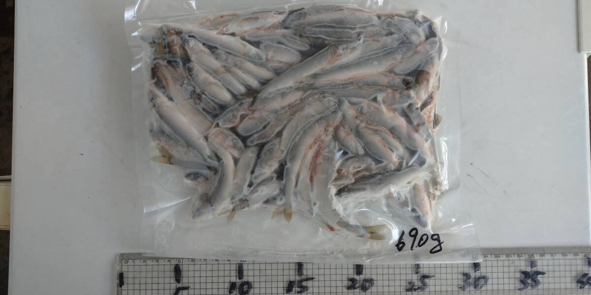 「p_mint」◇鮮度保証!!2025年産・天然子鮎 690g パック冷凍 7/29(火)投網捕獲 岐阜県根尾川産 ヤマト60サイズ冷凍便発送。◯即決!!拍卖