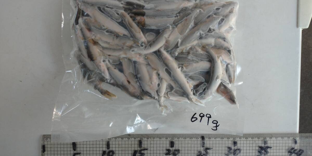 「p_mint」◇鮮度保証!!2025年産・天然子鮎 693g パック冷凍 7/29(火)投網捕獲 岐阜県根尾川産 ヤマト60サイズ冷凍便発送。◯即決!!拍卖