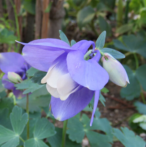 ◎種◎ミヤマオダマキ2種 白花、藤色♪送料73拍卖