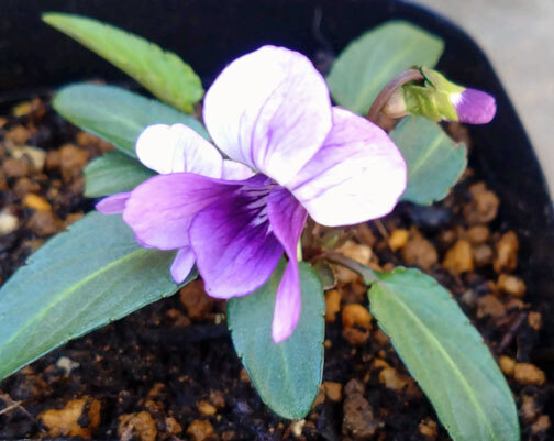 ◎種◎アツバアマナスミレ♪送料73拍卖