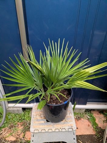 現品!◇チャメロプス フミリス ボルケーノ 7号◇チャメロップス・chamaerops humilis 'Vulcano'(品番BU)【送料M】拍卖