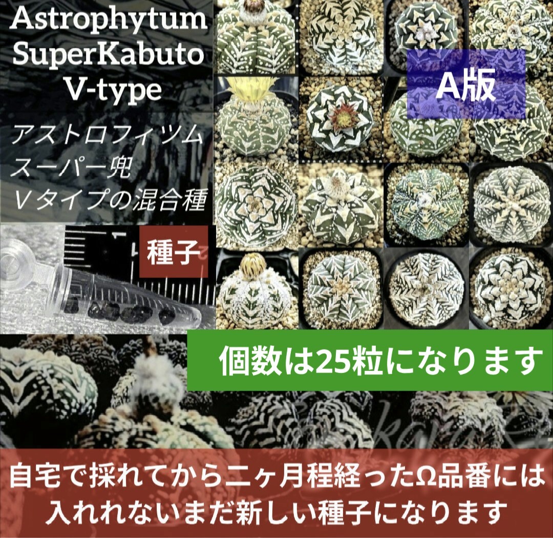 A板 25粒 スーパー兜 アストロフィツム Vタイプ 種子 Astrophytum asterias V-type 兜丸 アロー サボテン拍卖