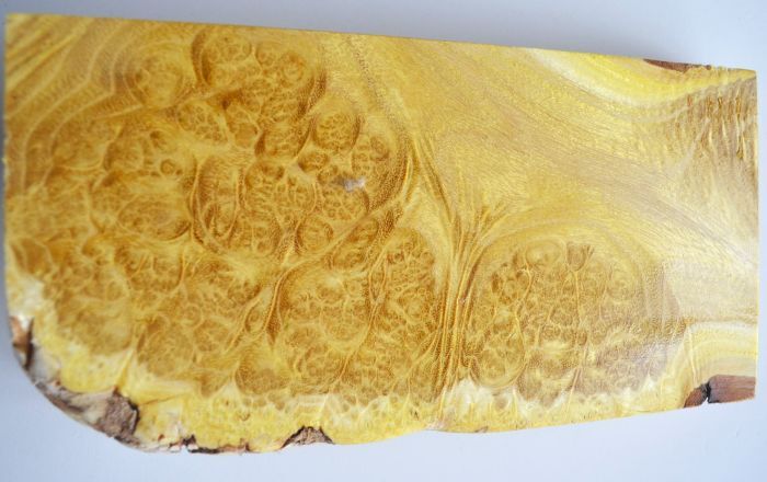 アカシア★瘤杢★224×110×厚20ミリ★送料185円★2拍卖