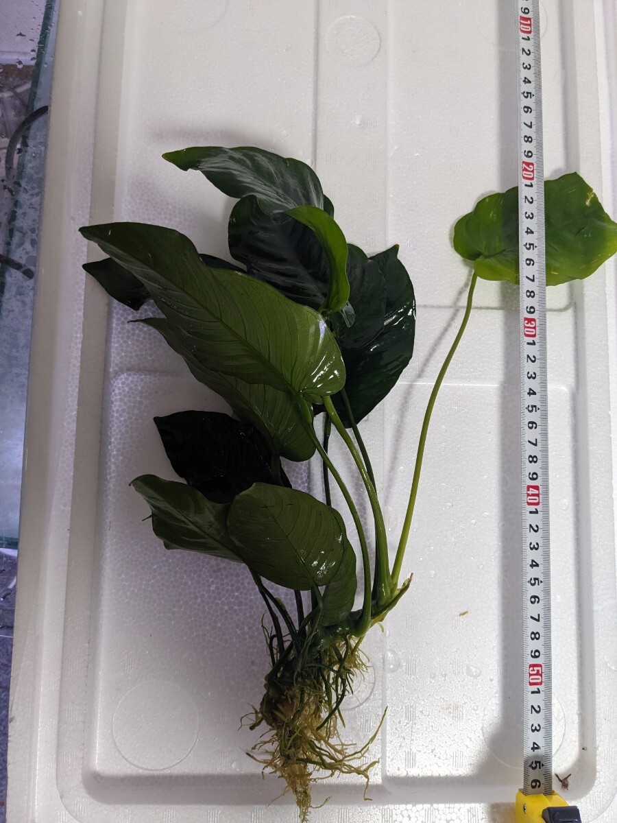 アヌビアスバルテリー 1株拍卖