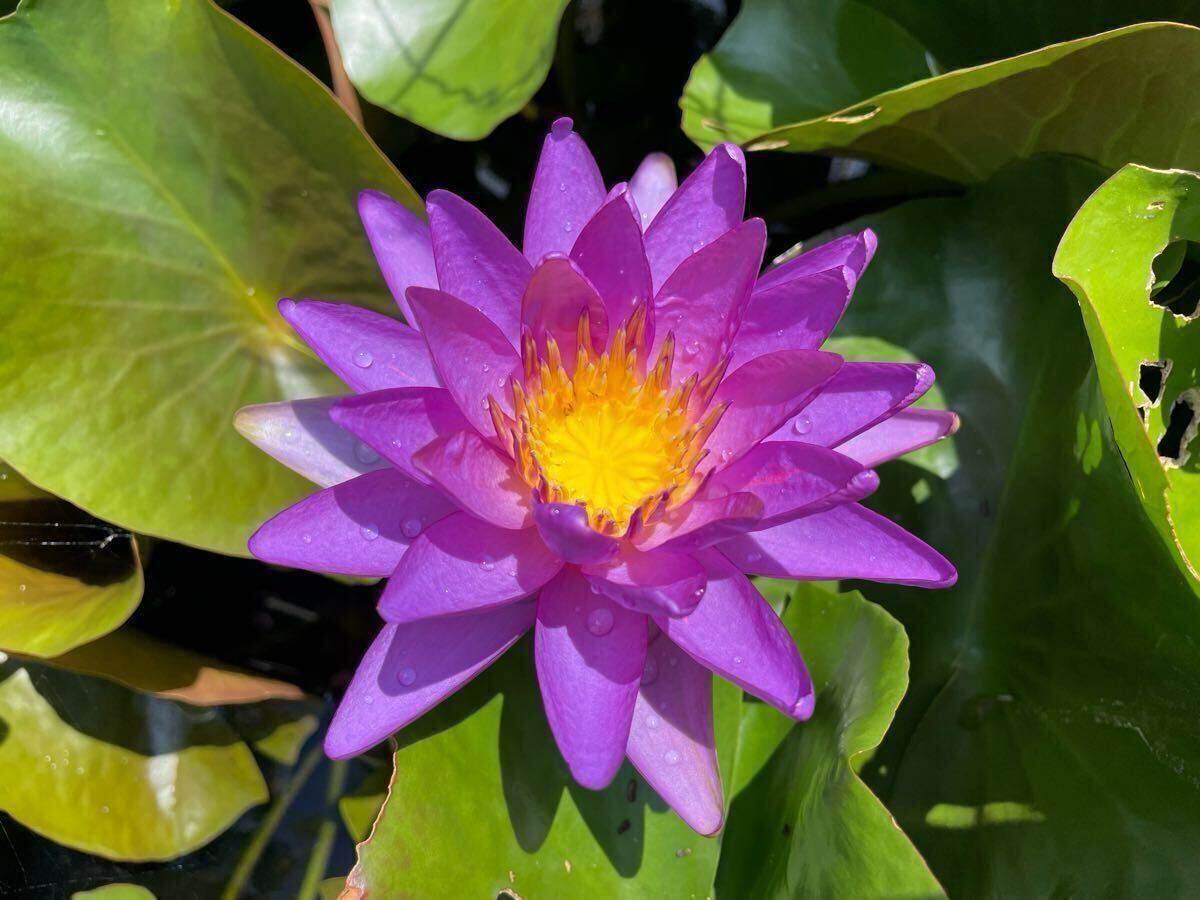 【Kazuのメダカ睡蓮ビオトープ】ヴィオリシャス H×T 亜属間交配種 1株拍卖