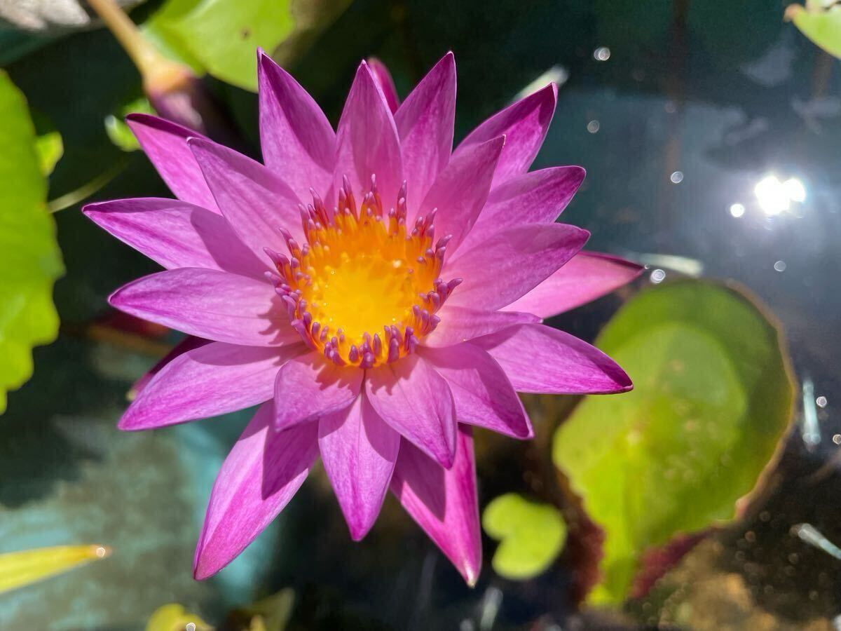 【Kazuのメダカ睡蓮ビオトープ】マミヤオ 熱帯睡蓮 1株拍卖