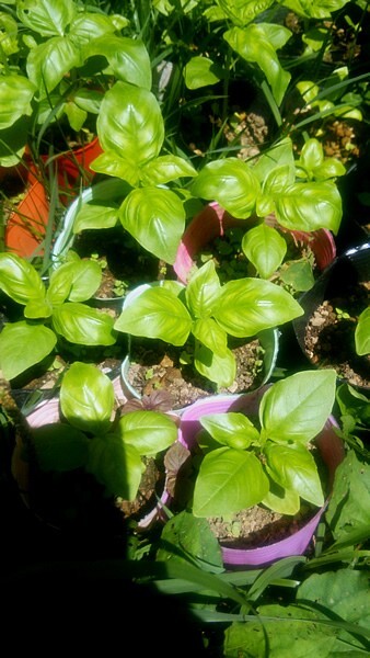 送料無料 スウィート・バジル 苗 15株 抜き苗 ハーブ 無農薬・無化学肥料拍卖