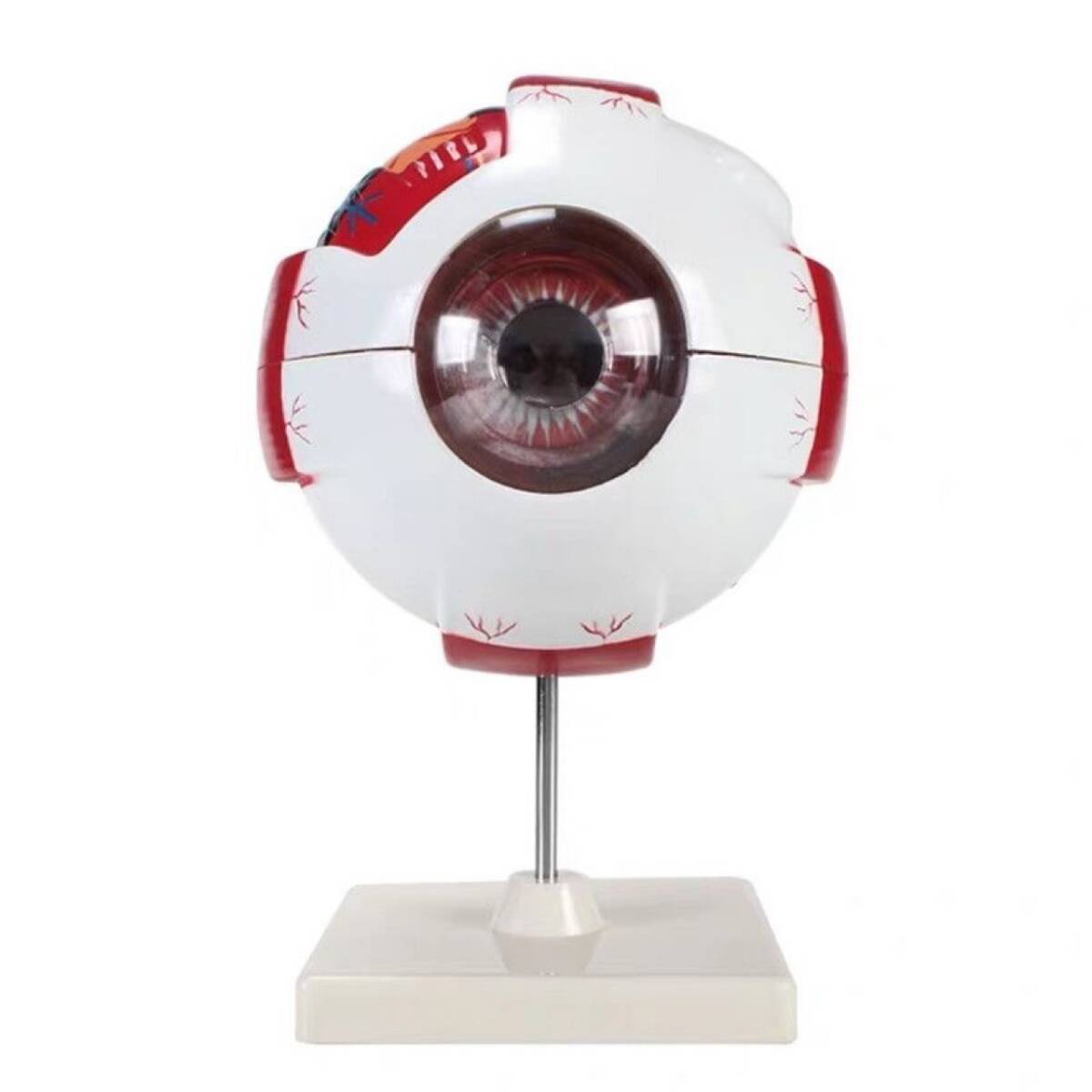 新作上質眼球 解剖学 人体模型 直径 16cm 生徒や患者さんへの説明用に 医療 医師 眼科 アナトミー 拍卖
