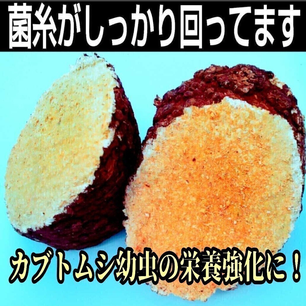 カブトムシ幼虫の栄養強化にはコレ! マットに埋めるだけでモリモリ食べて大きくなります  しいたけ菌床ブロック 広葉樹100%原料使用 拍卖