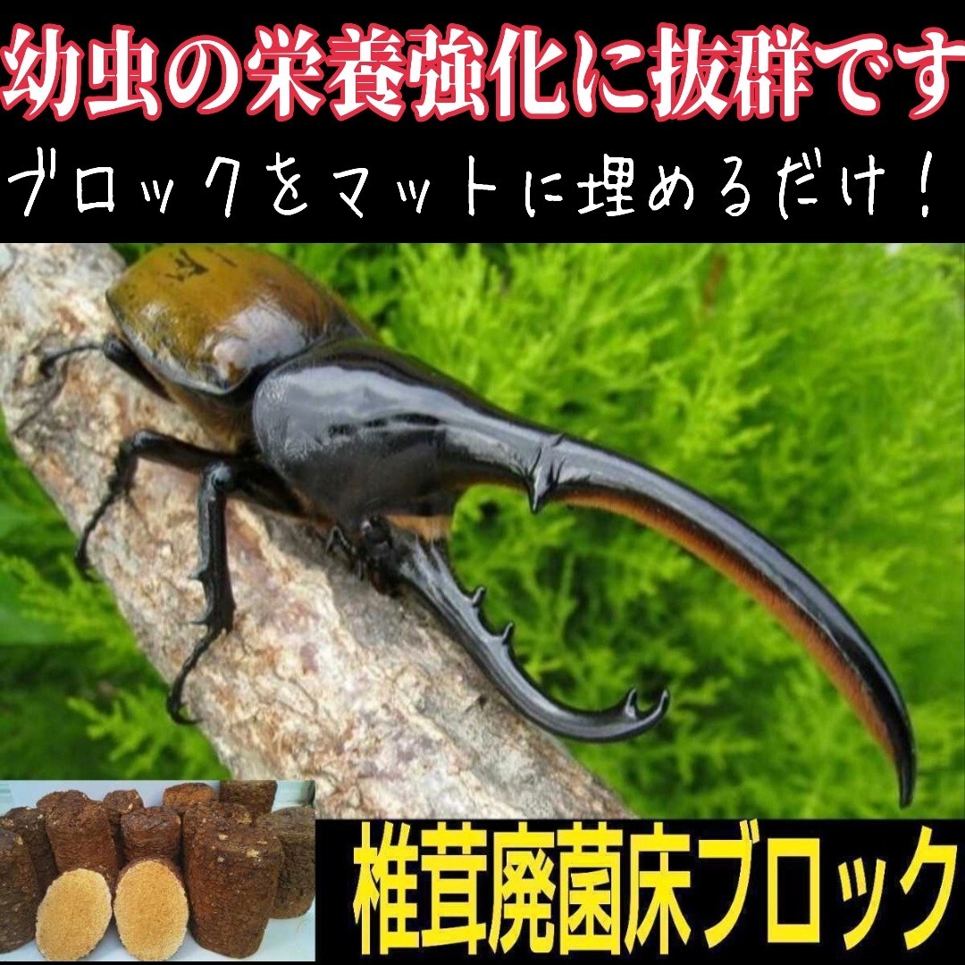 カブトムシ幼虫の栄養強化に抜群!マットに埋めるだけでモリモリ食べます!椎茸菌床ブロック クヌギ100%原料使用 幼虫が巨大化します!拍卖