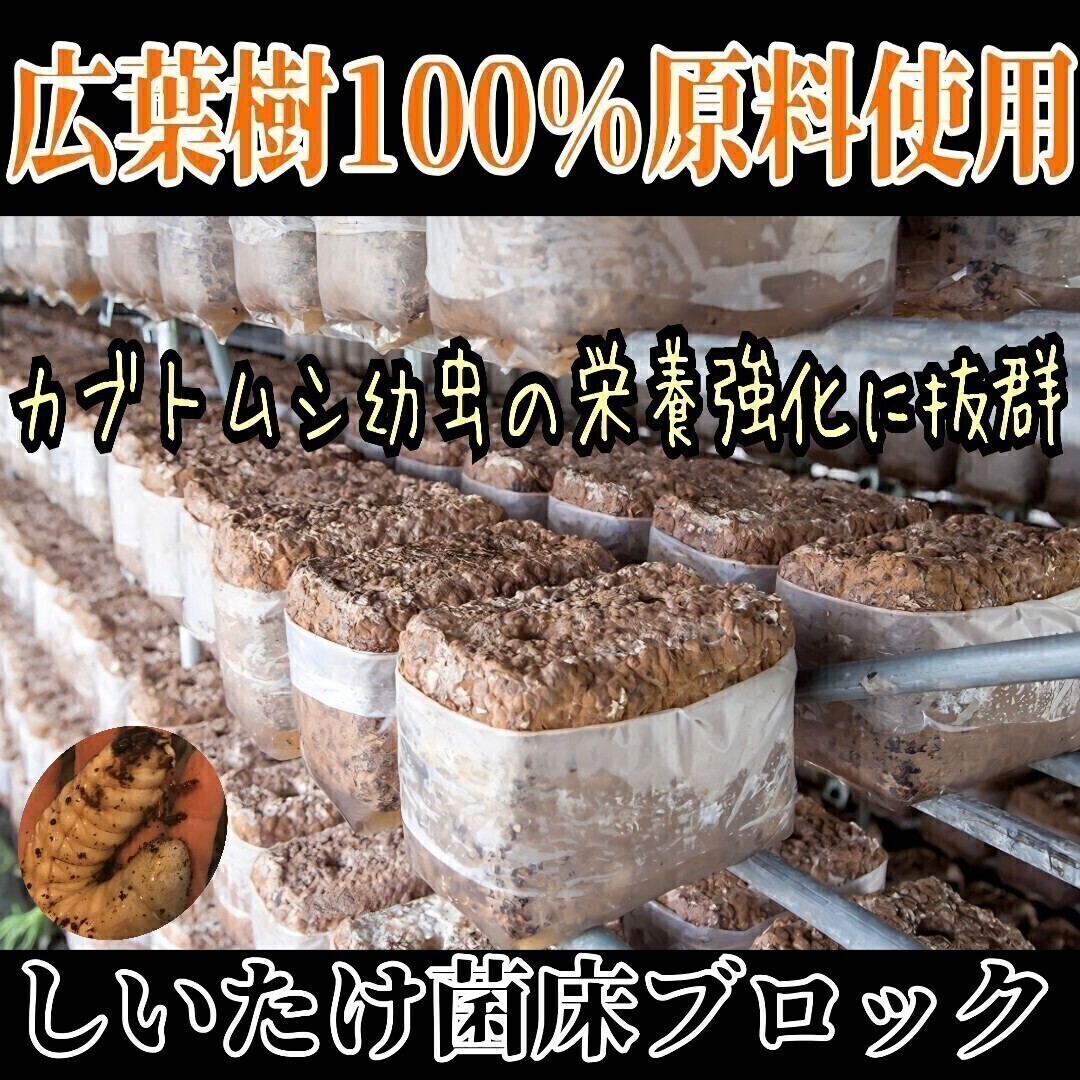 カブトムシ幼虫のエサ 栄養強化に抜群!マットに埋めるだけでモリモリ食べて大きくなります! 椎茸菌床ブロック 広葉樹100%原料使用 拍卖