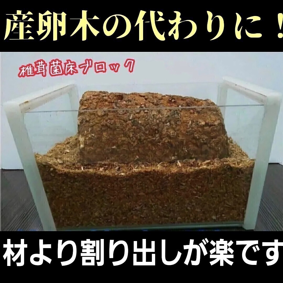 かぶとむし幼虫のエサ 栄養強化に抜群!マットに埋めるだけでモリモリ食べて大きくなります! 椎茸菌床ブロック 広葉樹100%原料使用 拍卖
