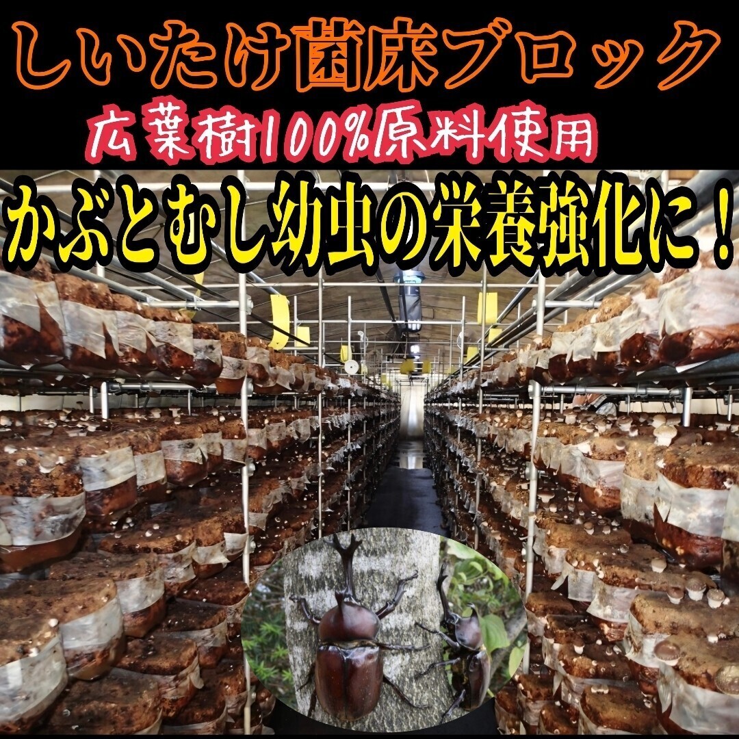 カブトムシ幼虫の栄養強化に抜群 マットに埋めるだけでモリモリ食べます 椎茸菌床ブロック クヌギ100%原料使用 クワガタの産卵床にも!拍卖