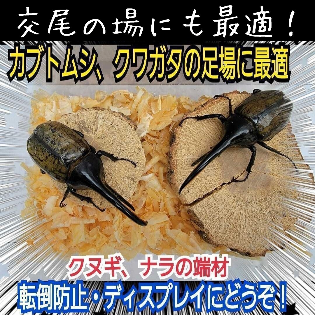 クヌギ、ナラの端材【5~6個】クワガタ・カブトムシの交尾の場所に最適!足場、とまり木、隠れ家、転倒防止、登り木、ディスプレイにも抜群拍卖