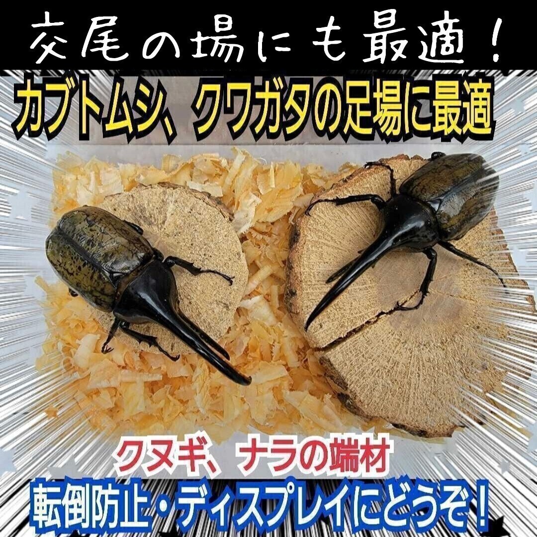 カブトムシ・クワガタの交尾の場所に最適!クヌギ ナラの端材【5~6個】足場、とまり木、隠れ家、転倒防止、登り木、ディスプレイにも抜群拍卖