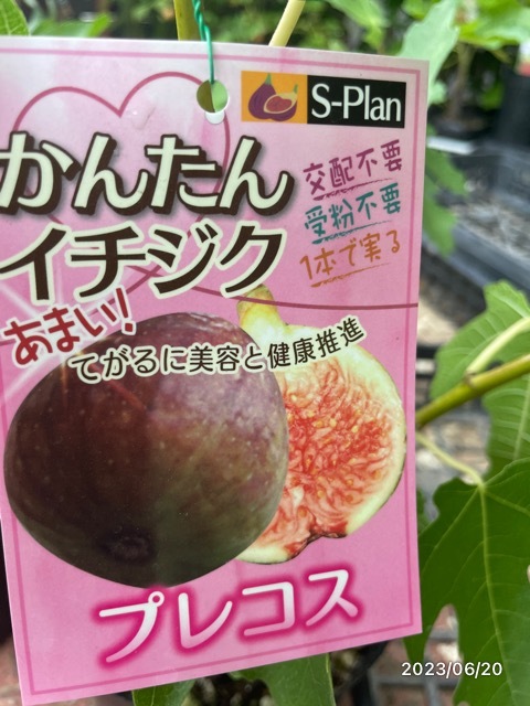いちじく★プレコス★2季性 ゼリー質果肉でジャムのような甘さ拍卖