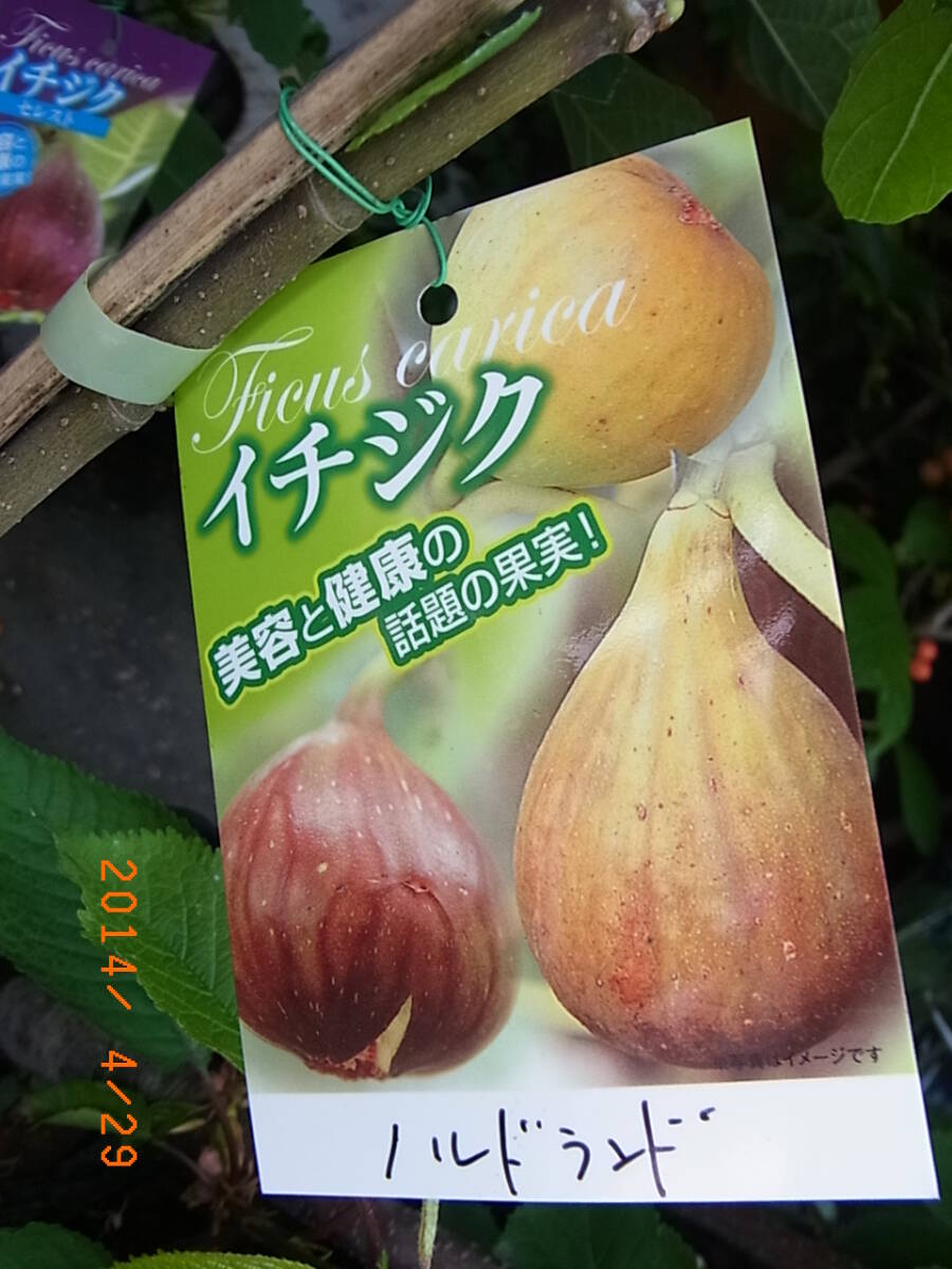 いちじく★ノルドランド★耐寒性矮性品種★実付きが良い★拍卖