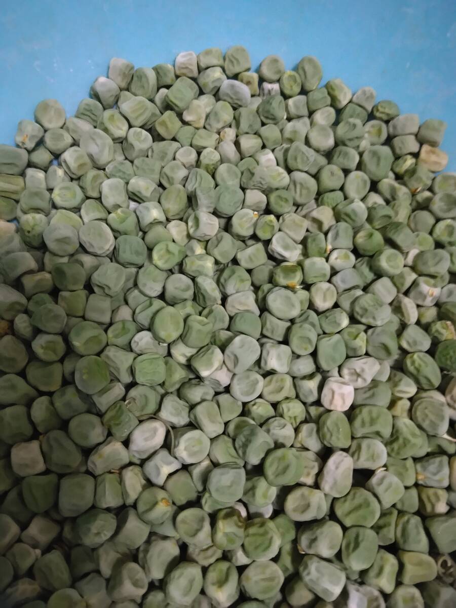 ☆つるありスナップえんどう種20粒☆自家採種有機肥料無農薬栽培拍卖