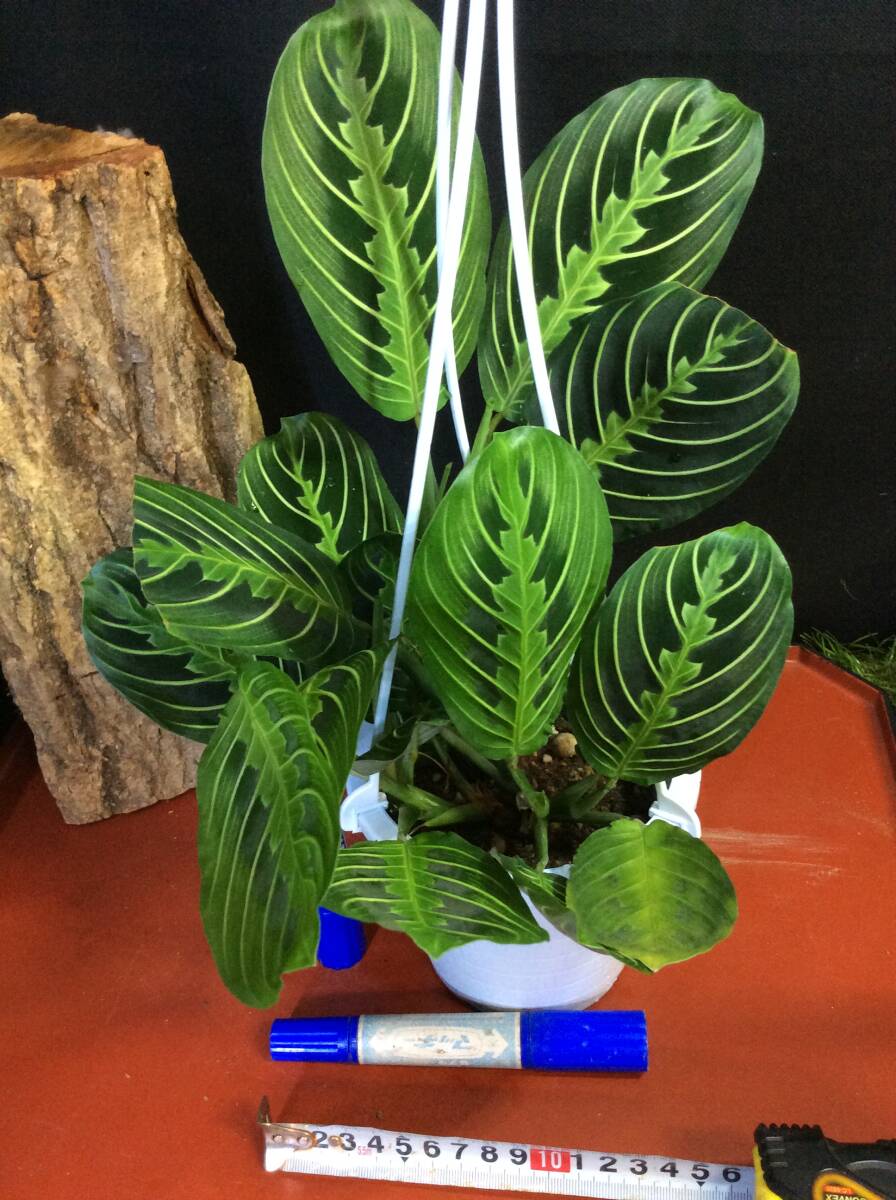 マランタ レモンライムです。レース越し、夏は水やりを忘れないように。長く伸びたら切ったり大きな鉢に植え替えて下さい。拍卖