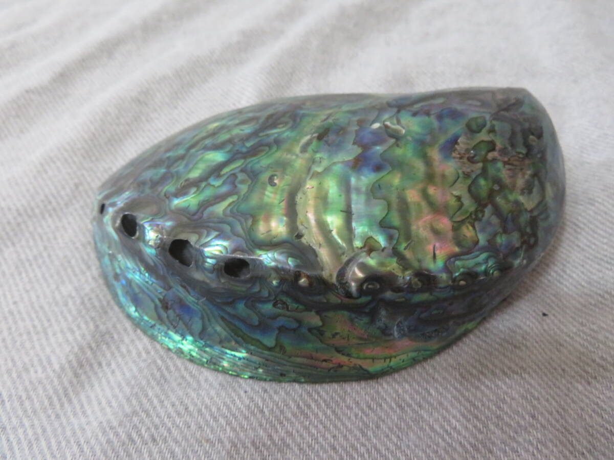 天然パウアシェル シェルプレート ニュージーランド土産 パウア貝 貝殻 シェルトレイ 貝の小物入れ オブジェ インテリア拍卖