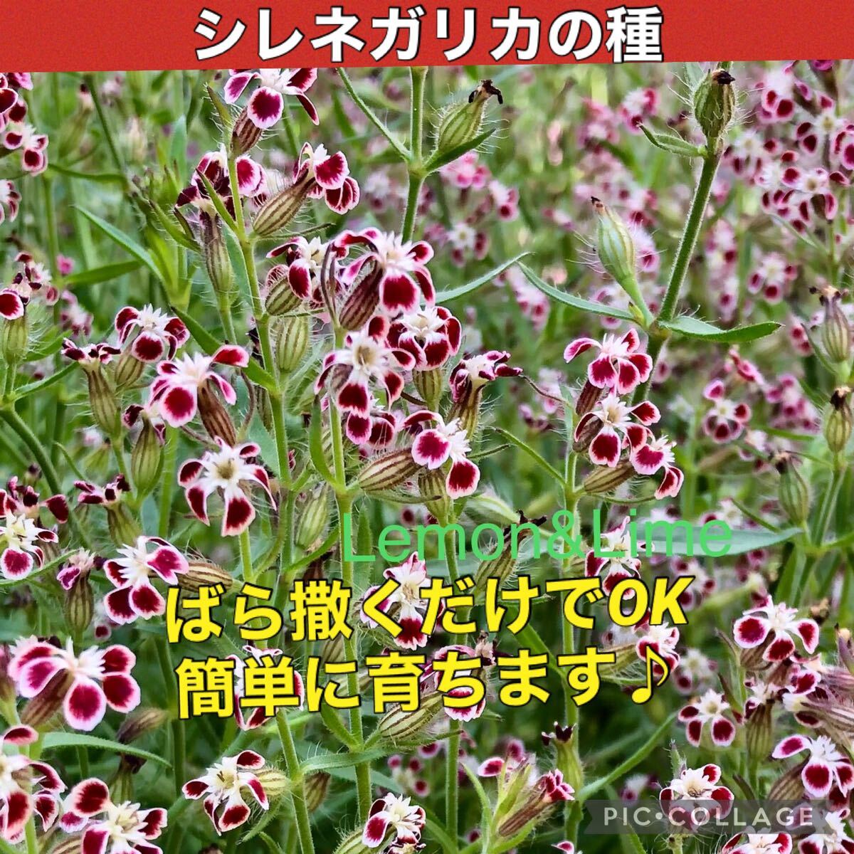 シレネガリカ 花の種拍卖