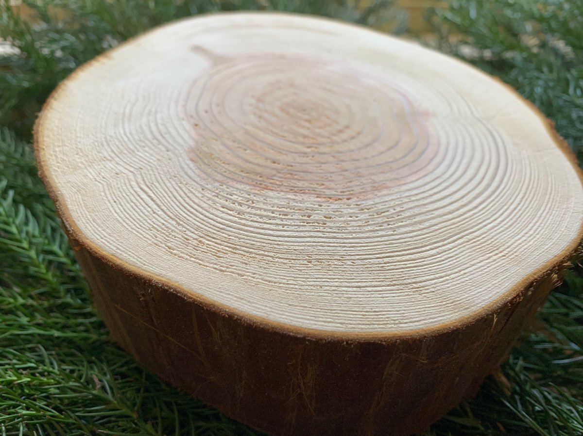 (皮付き) 丹波産 杉 直径17~20cm 厚さ5cm 1枚拍卖