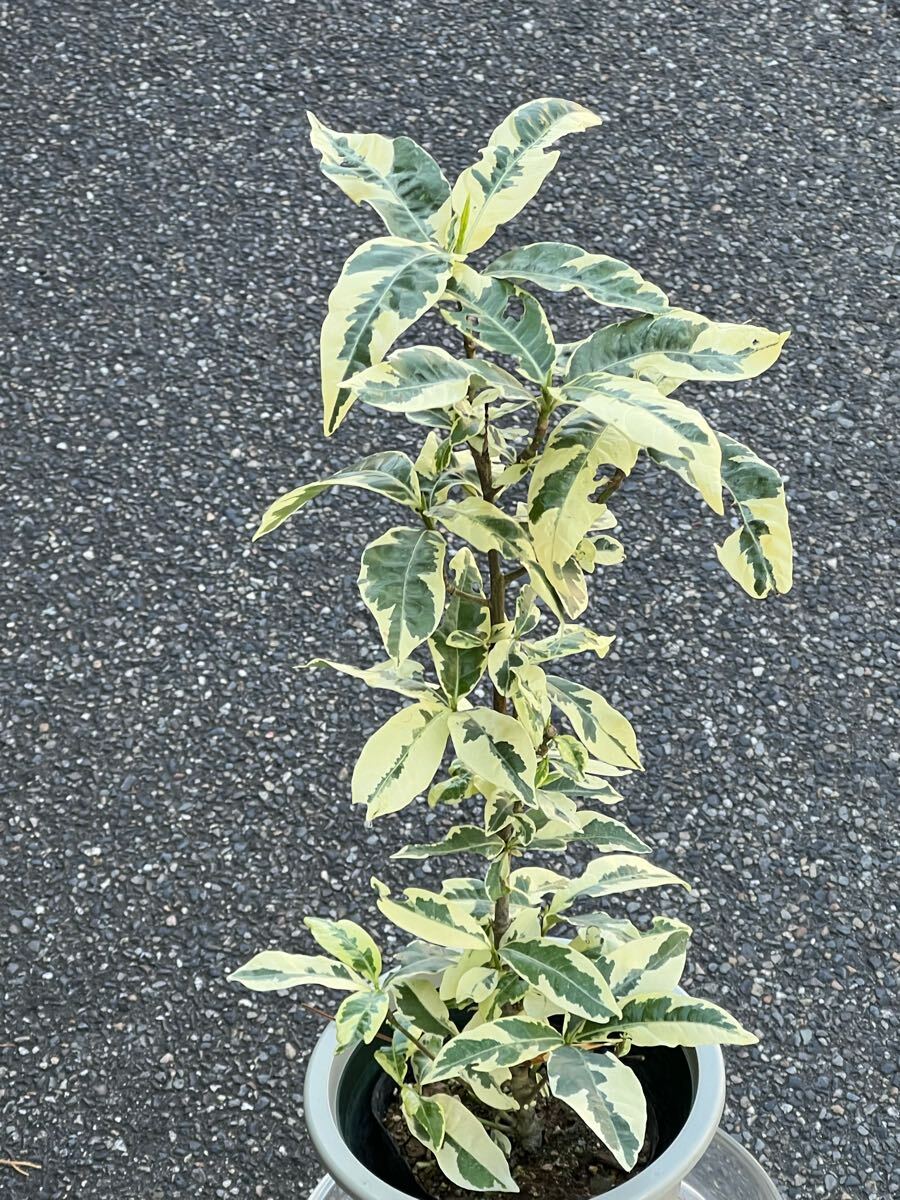 山野草 クチナシの斑入り拍卖