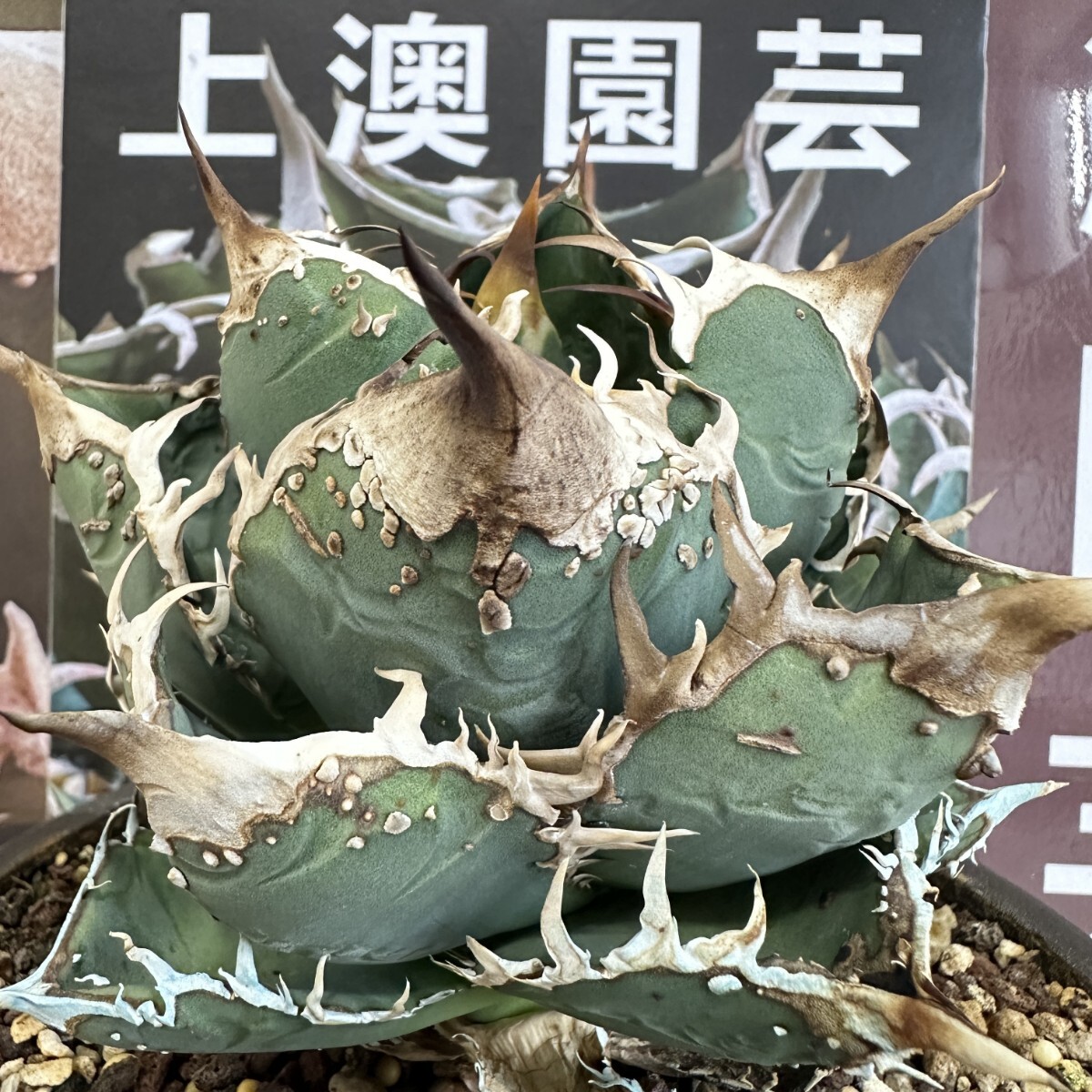 920【上澳園芸】 アガベ チタノタ shangao-001蝦蟇 優良血統子株拍卖