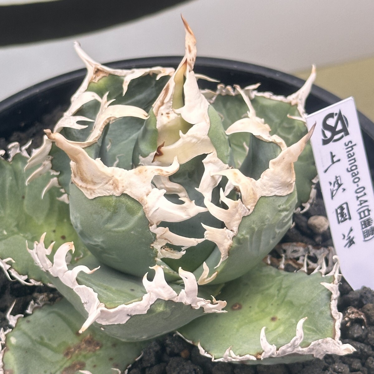 960【上澳園芸】 アガベ チタノタ shangao-014 白幽霊 ホワイトゴースト優良血統子株拍卖