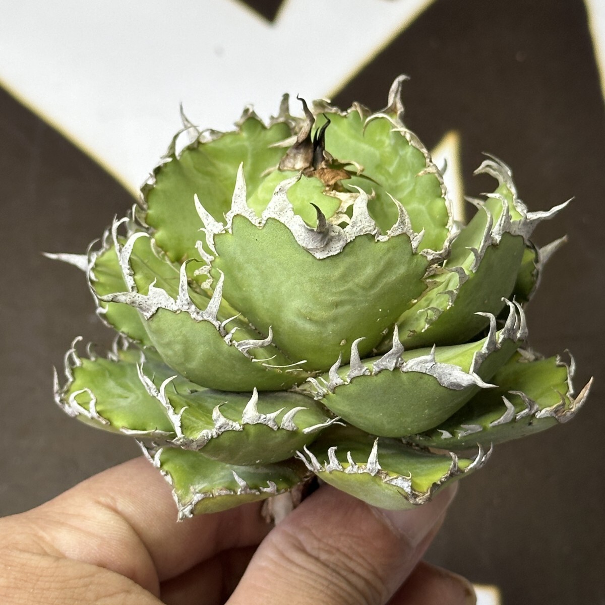 969【上澳園芸】アガベ チタノタ フィリグリー 圓葉拇指拍卖