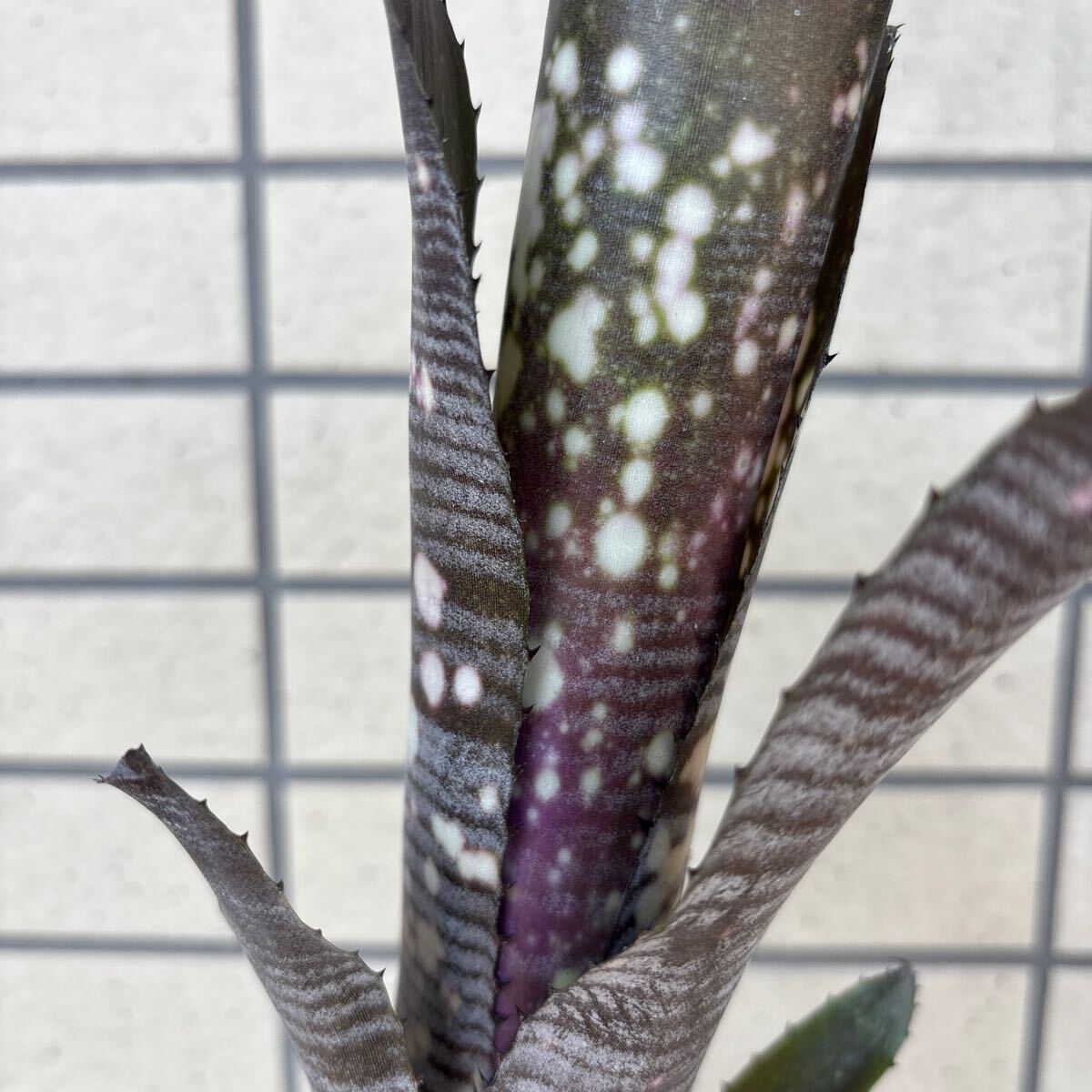 ブロメリア Billbergia kolank knock out ビルベルギア拍卖