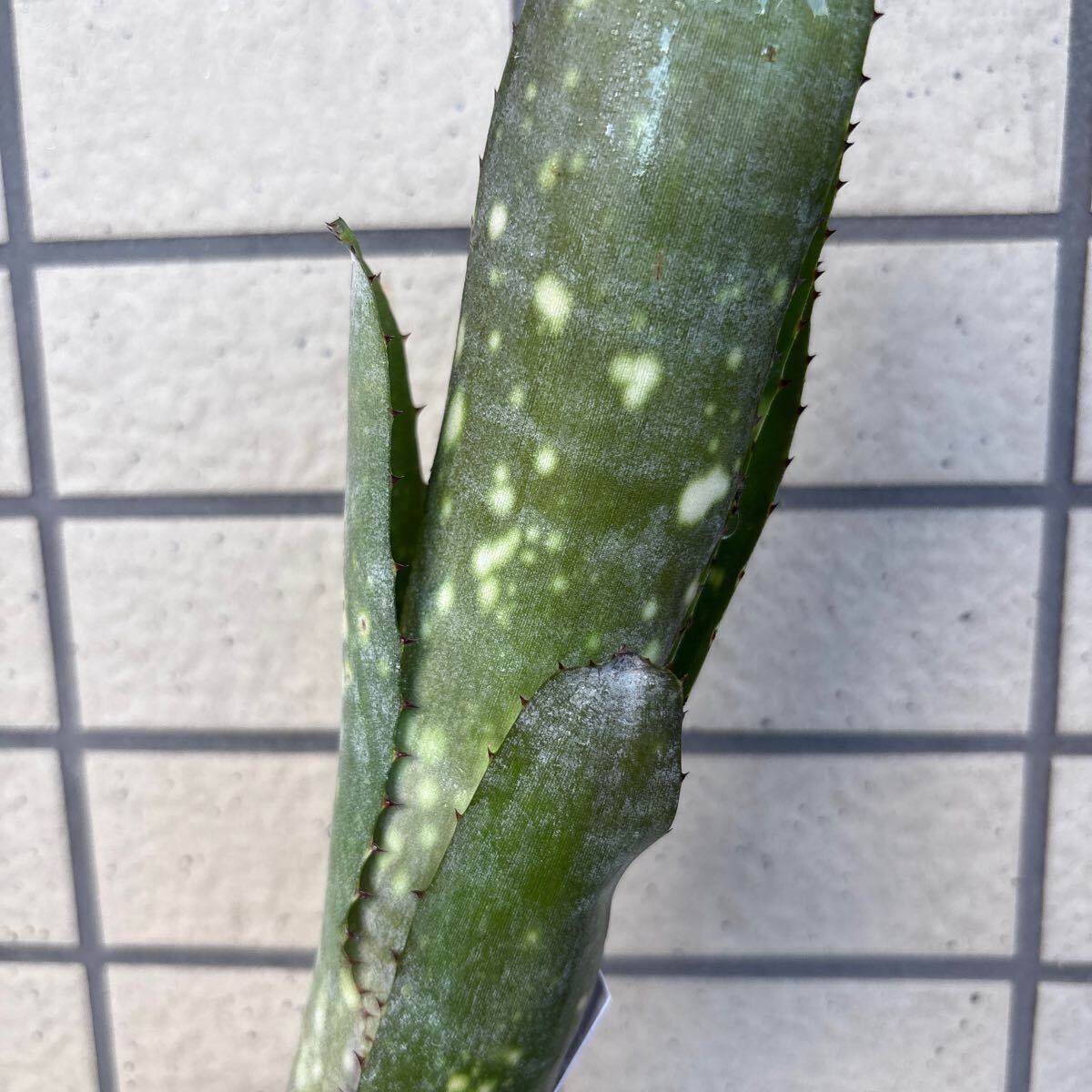 ブロメリア Billbergia Toneprai Whitelily ビルベルギア拍卖