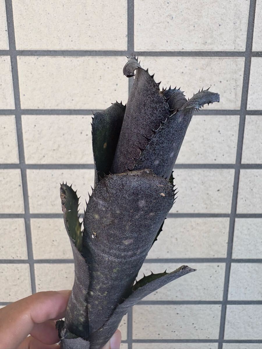 ブロメリア billbergia little black ビルベルギア拍卖