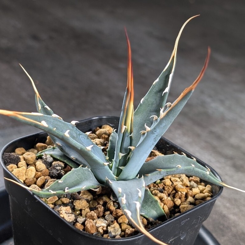 現品A107 アガベ エボリスピナ実生 選抜 陽炎 ユタエンシス チタノタ オテロイ拍卖