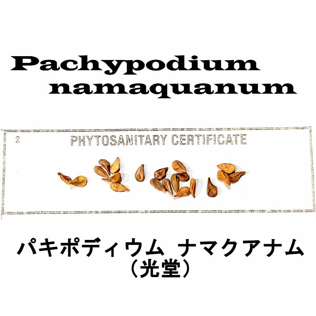 5月入荷 5粒 光堂 パキポディウム ナマクアナム 種子 種 証明書拍卖