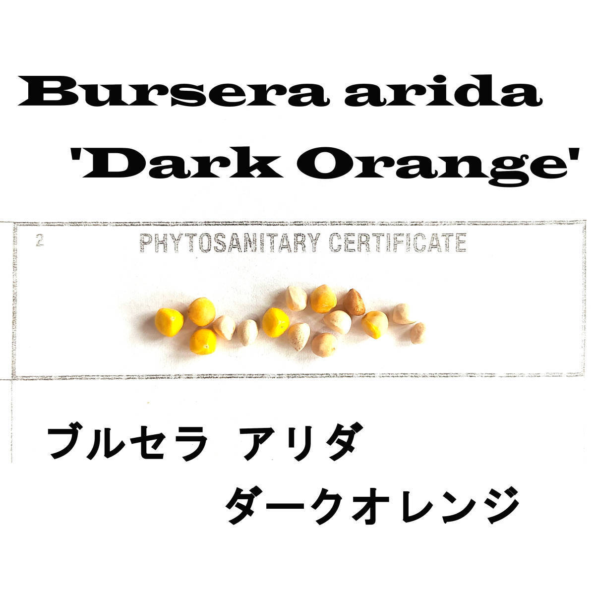 6月入荷 5粒 ブルセラ アリダ ダークオレンジ ARIDA 種子 種拍卖