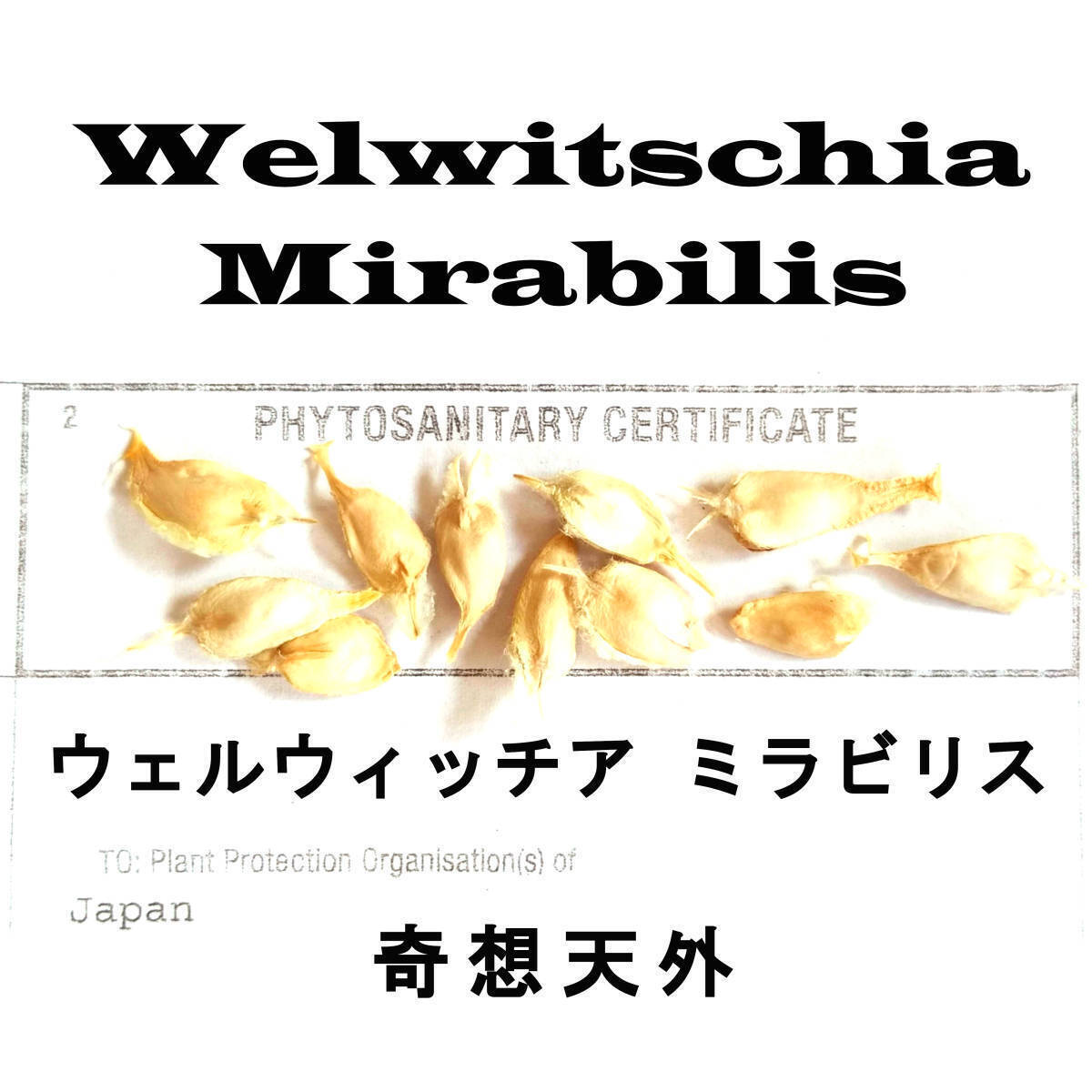 4月入荷 2粒 ウェルウィッチア ミラビリス 奇想天外 種子 種 証明書あり拍卖